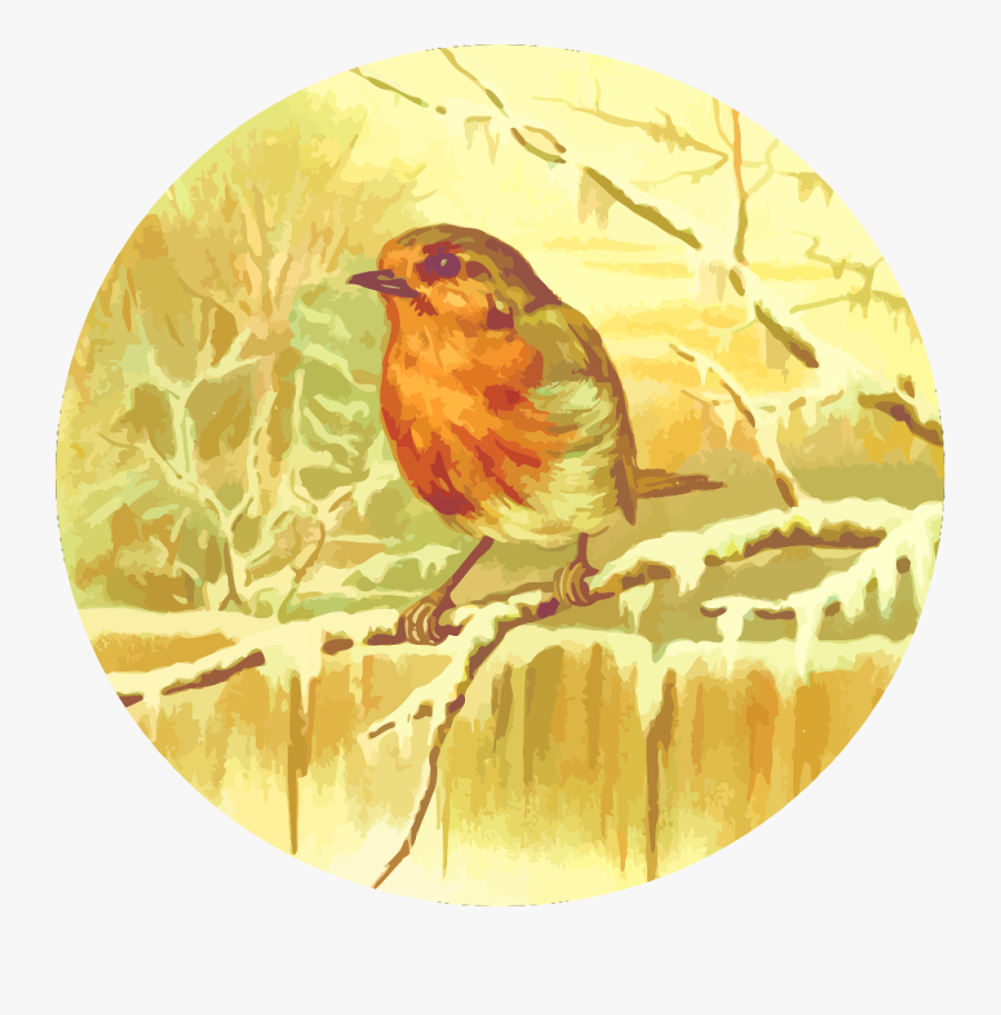 Robin - Illustration, Transparent Clipart