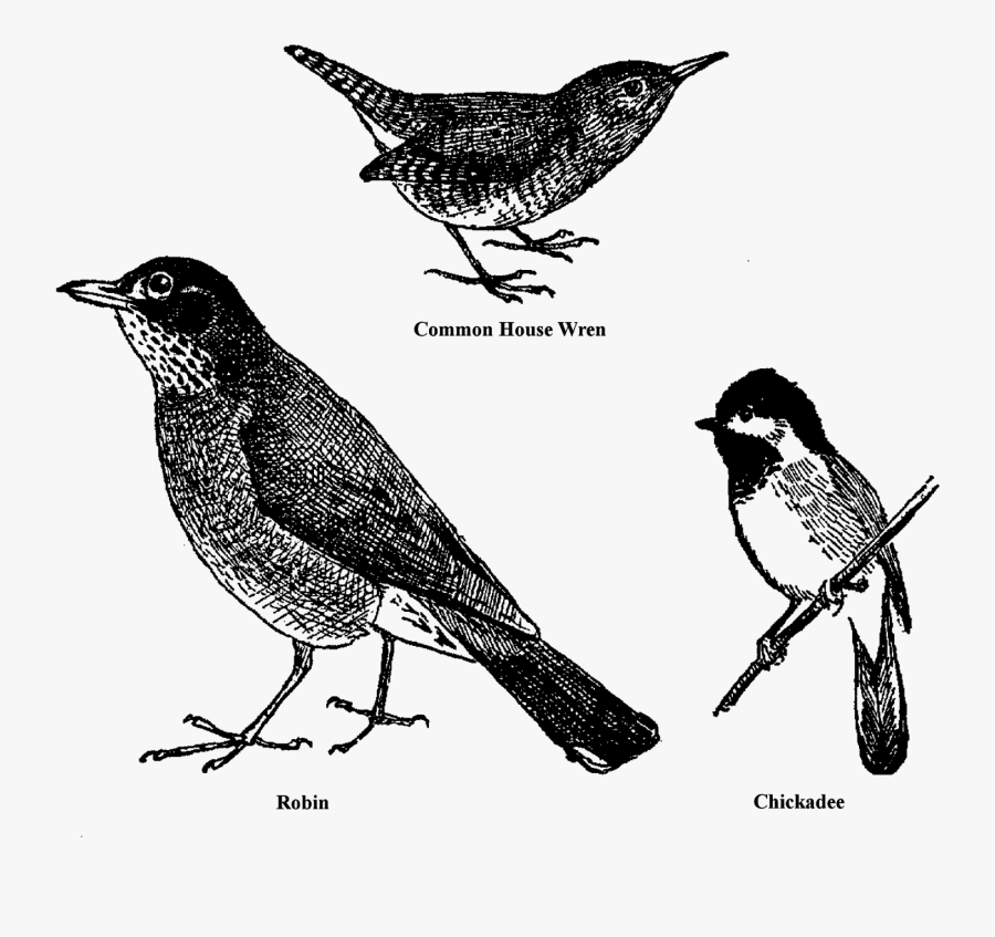 Bird Animal Drawings Sketches Clipart Collage Sheet - Robin, Transparent Clipart