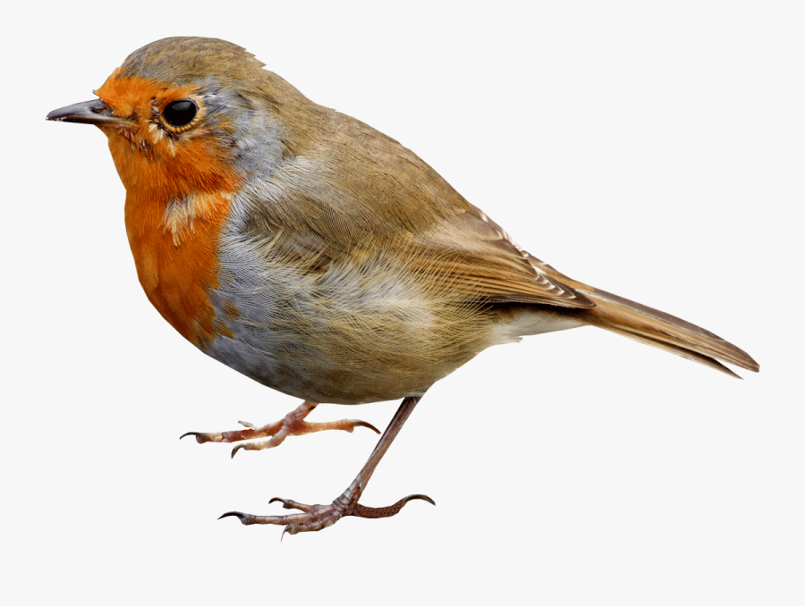 Robin Clipart Transparent Background - Robin Bird Png, Transparent Clipart