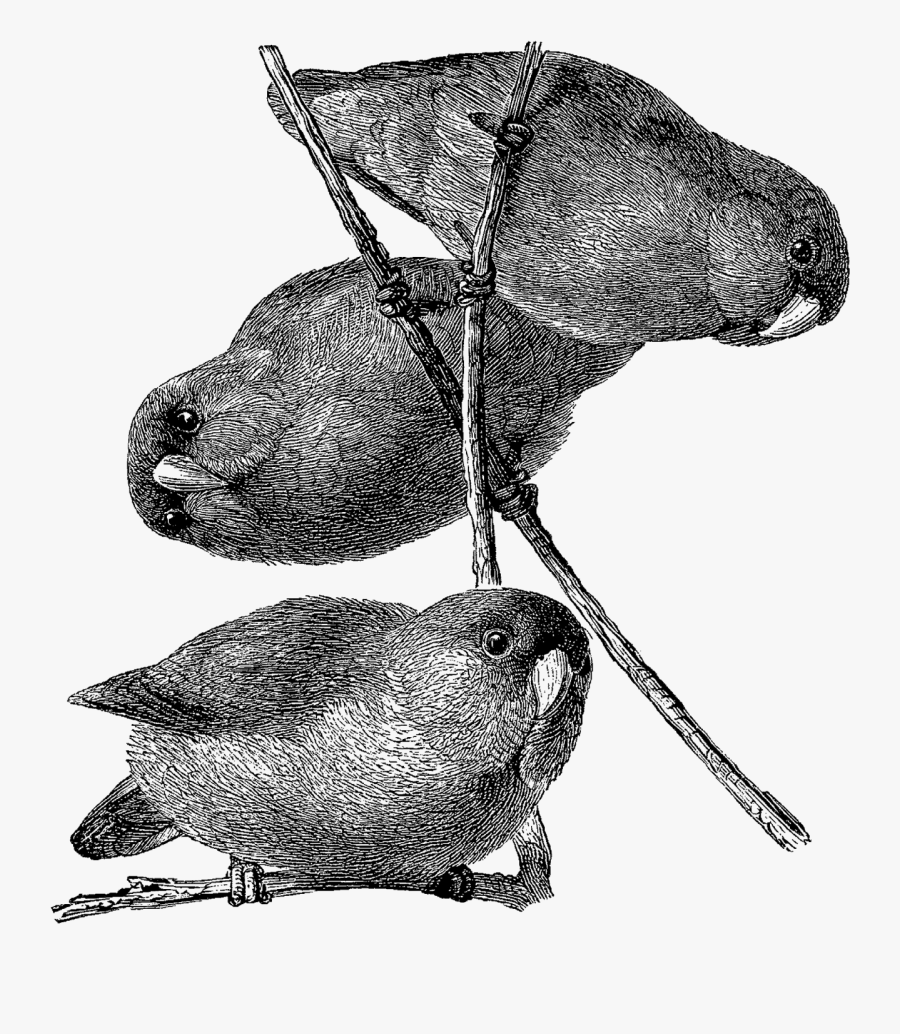 Bird Illustration Digital Download Animal Image - Sketch, Transparent Clipart