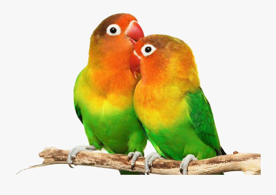Clip Art Lovebird Png Hd Transparent - Love Birds Png Hd, Transparent Clipart