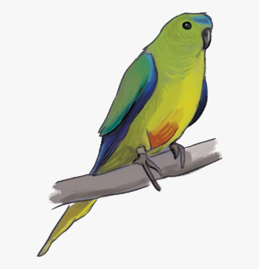African Grey Parrot Clipart Cute - Budgie, Transparent Clipart