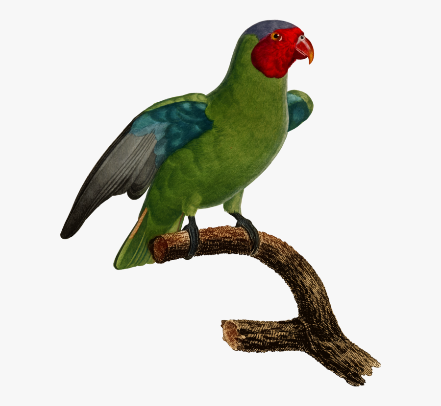 Macaw,parrot,lorikeet - Parrot, Transparent Clipart