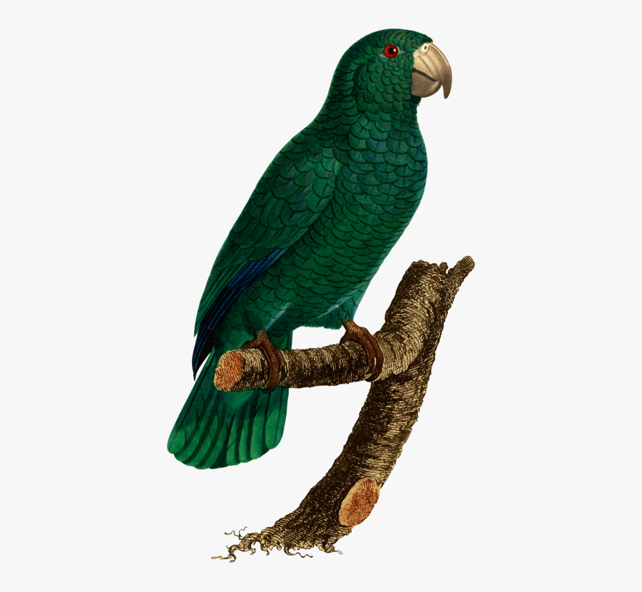 Macaw,parrot,lorikeet - Le Magnifique L Imprimerie De Rousset Barraband Pina, Transparent Clipart