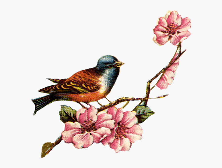 Vintage Bird And Flowers, Transparent Clipart