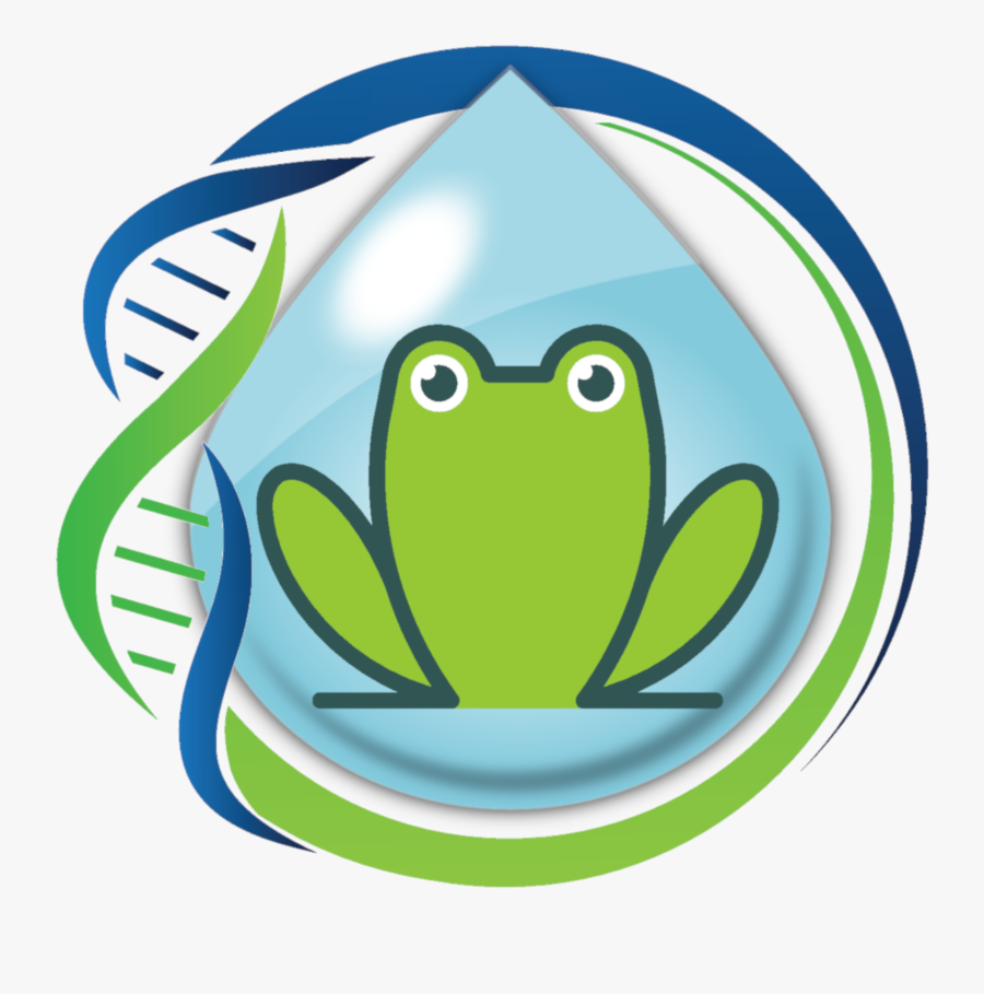 Simple Line Drawing Of Frog, Transparent Clipart