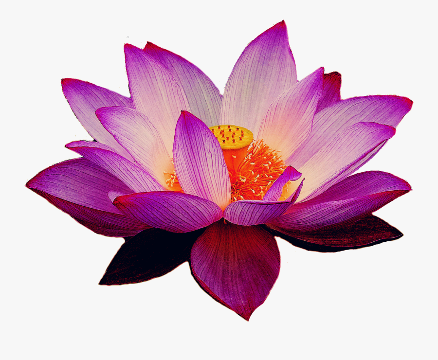 Transparent Pink Lotus Flower Clipart - Lotus Flower Transparent Png, Transparent Clipart