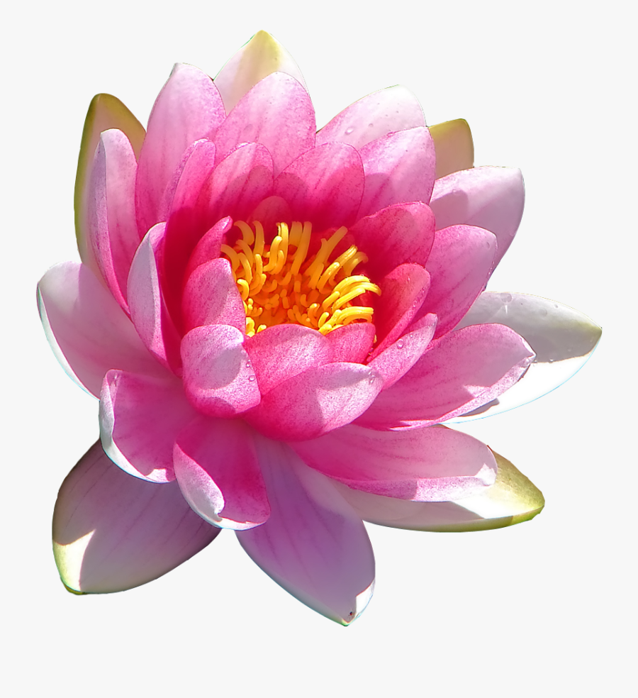 Scientific Name Of Lotus Flower , Free Transparent Clipart