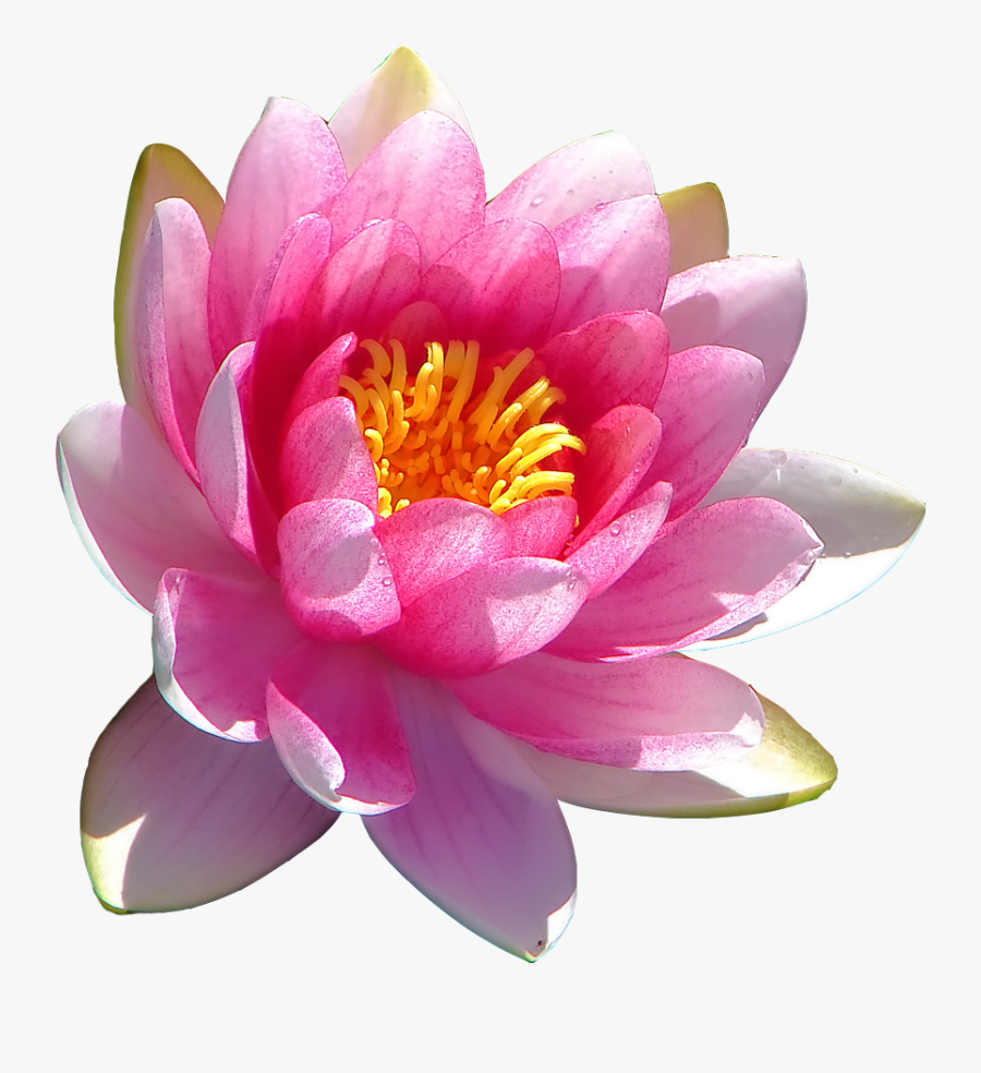 Scientific Name Of Lotus Flower, Transparent Clipart