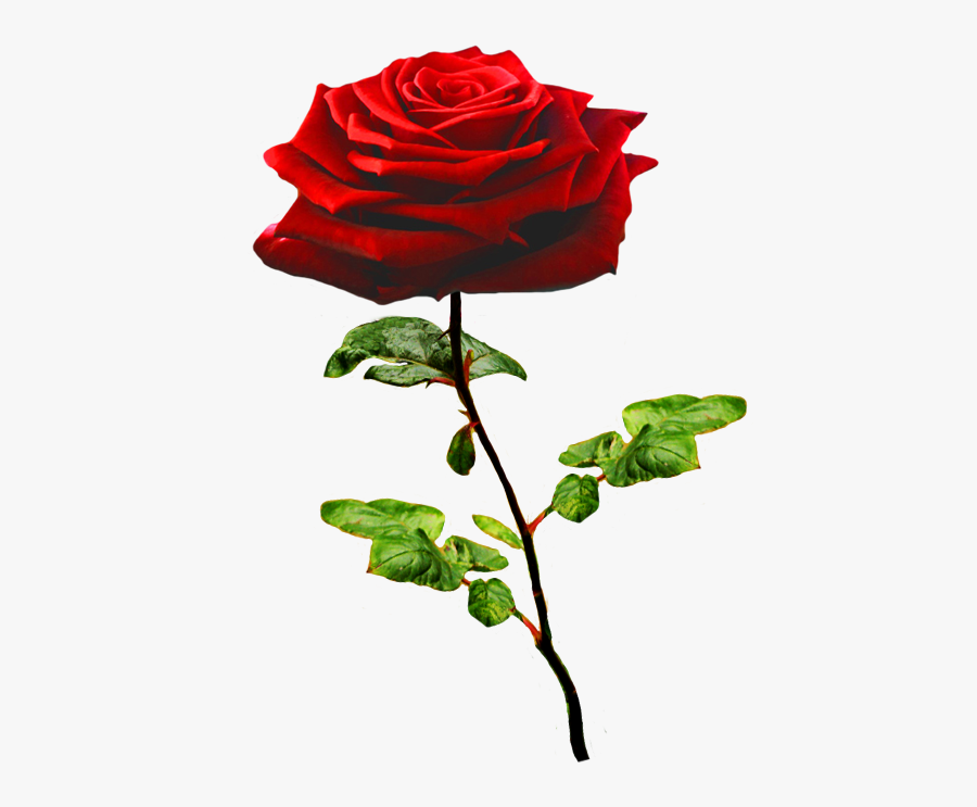 Beautiful Valentine Rose - Valentine Rose Transparent Background, Transparent Clipart