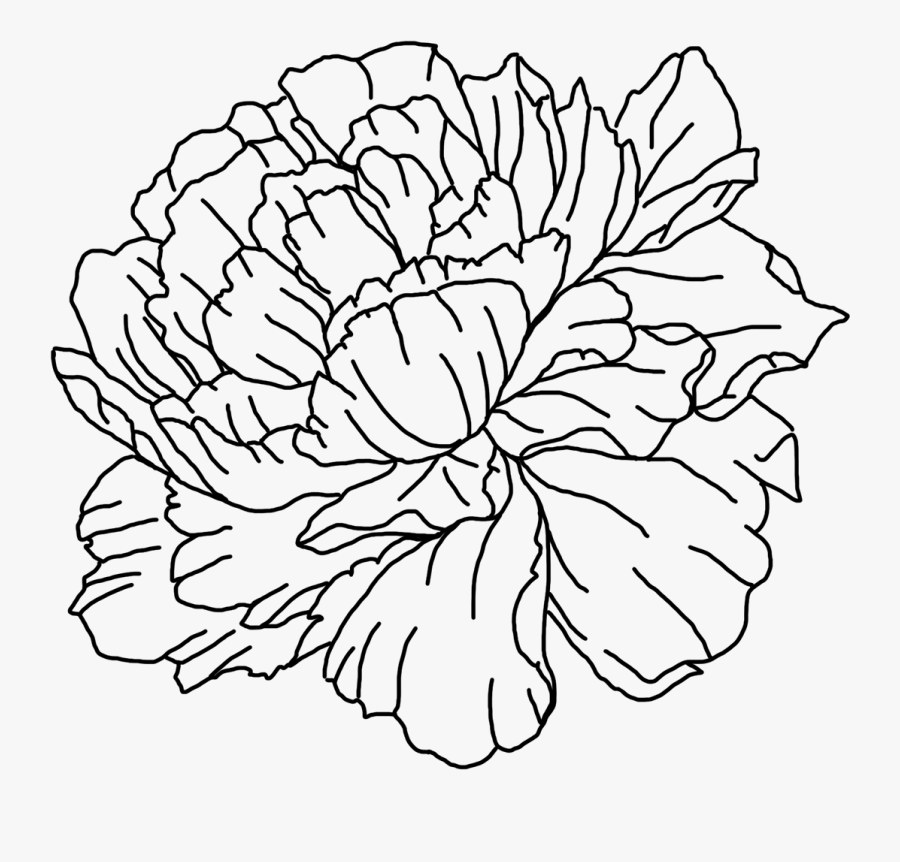 Clip Art Collection Of Free Download - Chrysanths, Transparent Clipart