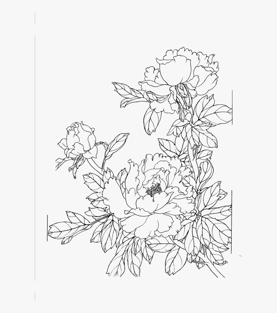 Line Flower Drawing Peony Png Image High Quality - Flower Drawing Png Free, Transparent Clipart