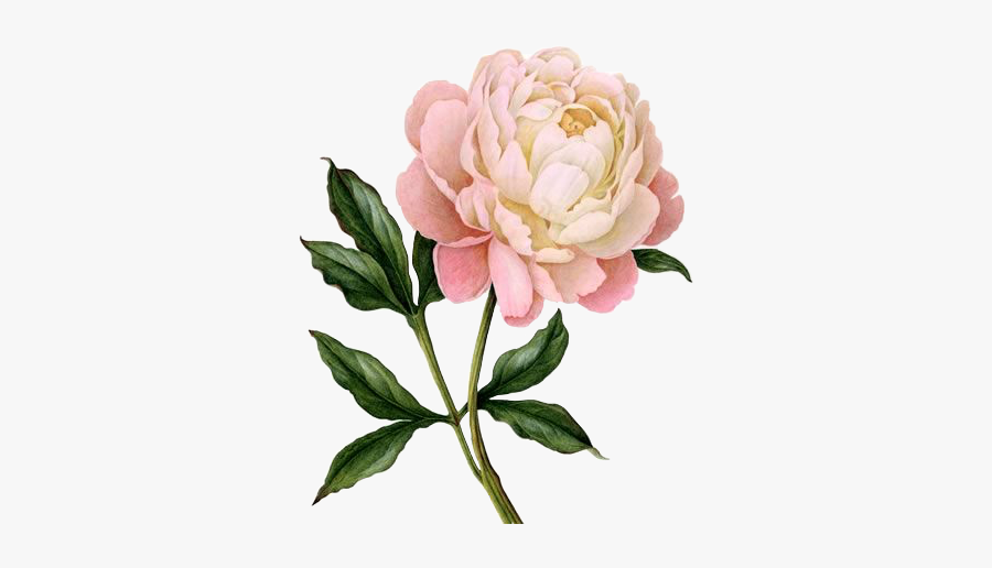 #peony #flower #art #pinkflower #freetoedit - Cross Stitch Peony Pattern, Transparent Clipart
