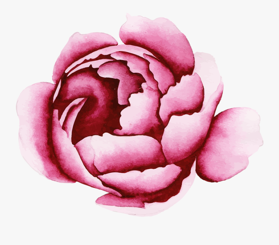 Common Peony, Transparent Clipart