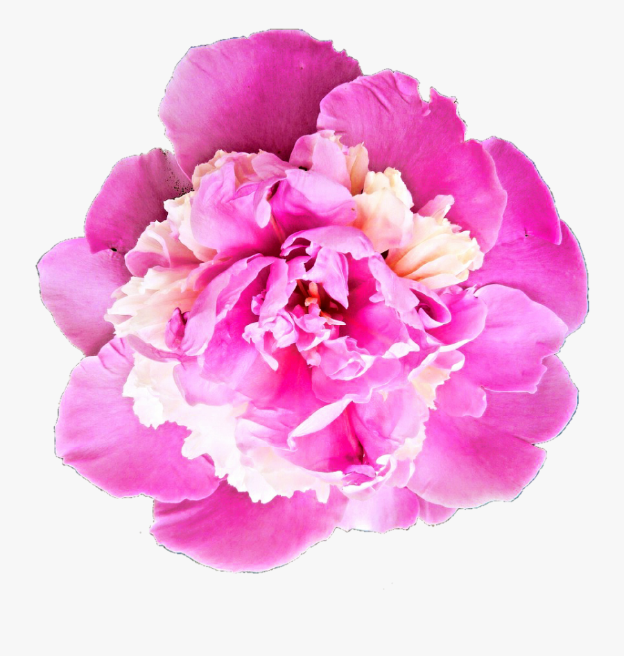 Bhavpurna Shraddhanjali Flower Png, Transparent Clipart