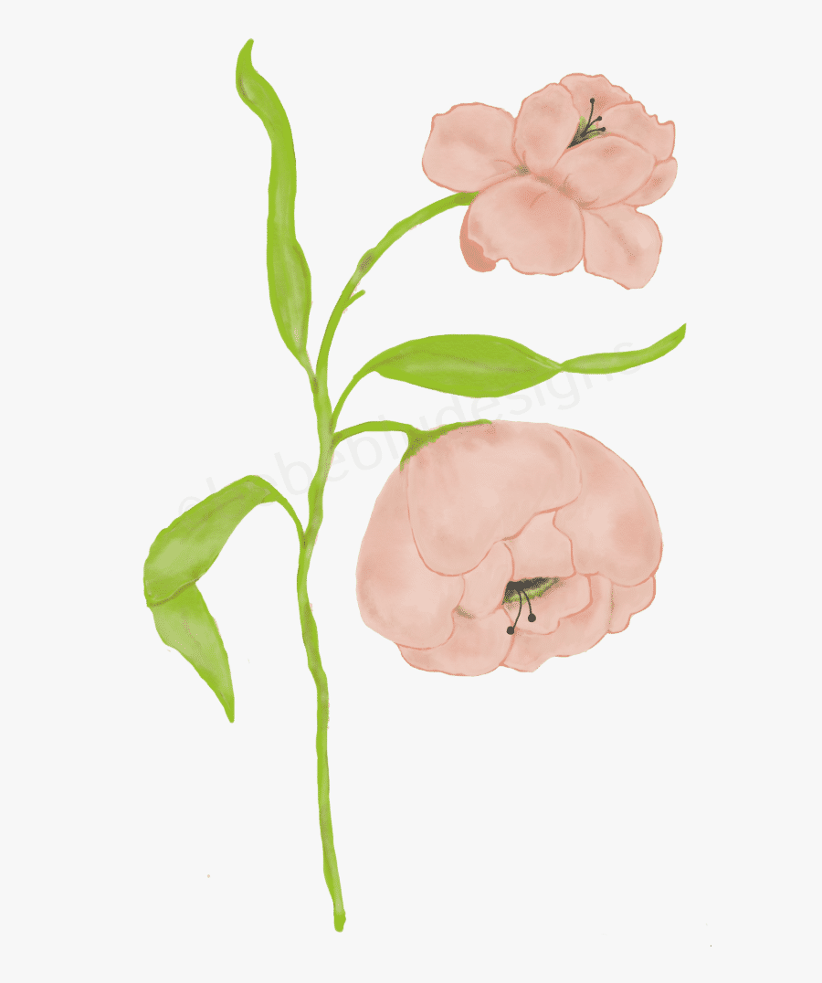 Peach Peony - Caesalpinia, Transparent Clipart