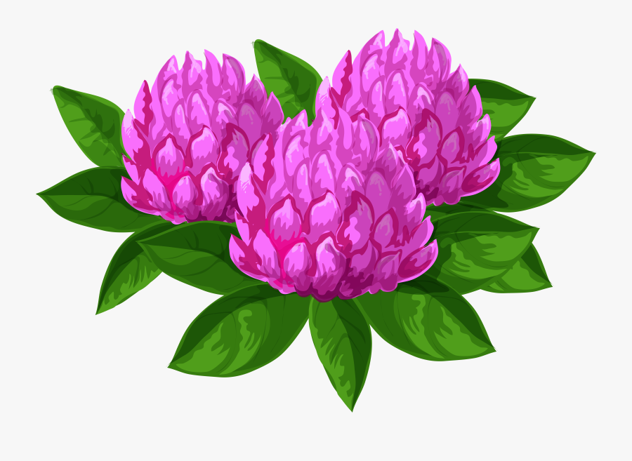 Wild-peony - Portable Network Graphics, Transparent Clipart