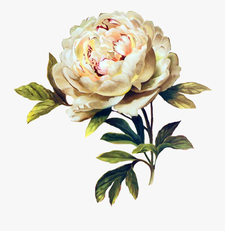 Common Peony, Transparent Clipart