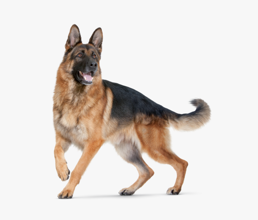 72768 - Dog Png For Editing, Transparent Clipart