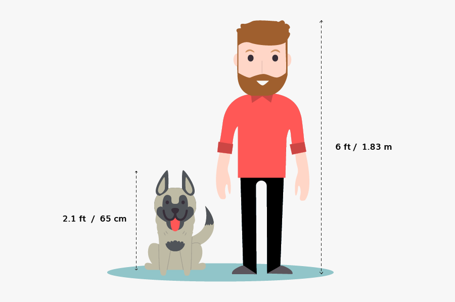 Greyhound Vs Whippet Size, Transparent Clipart