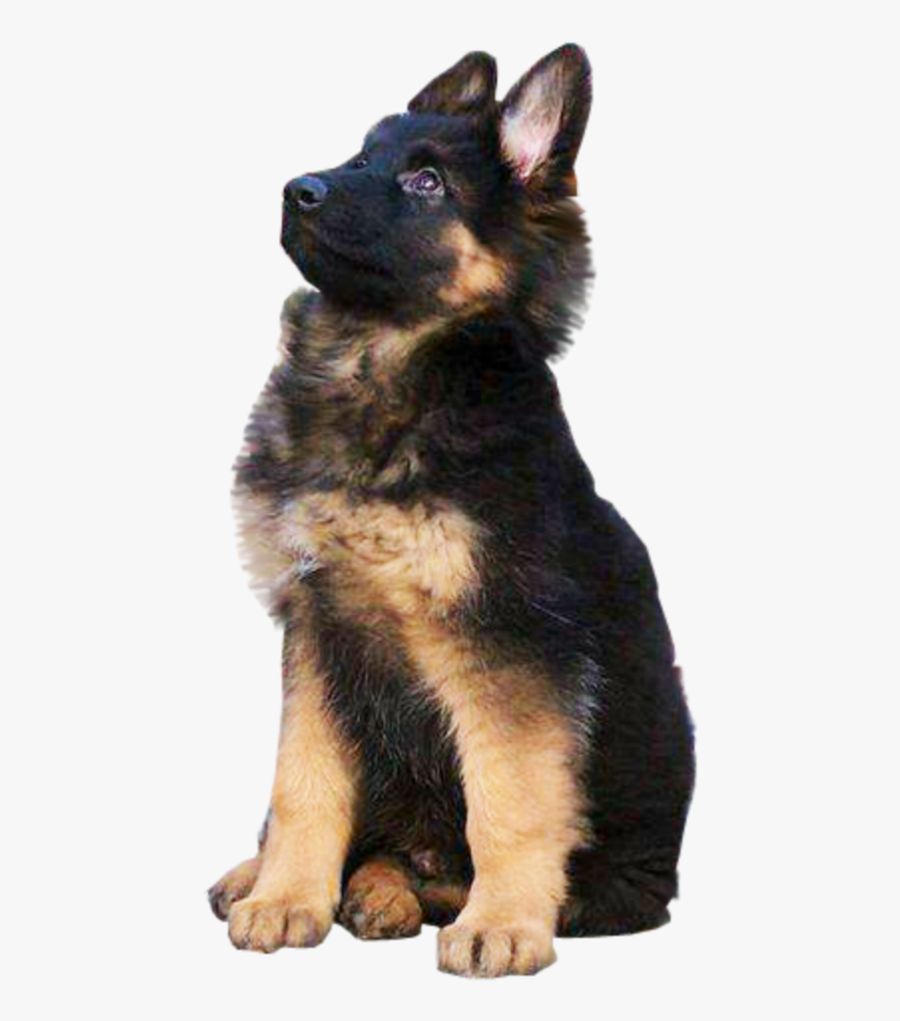 german shepherd png