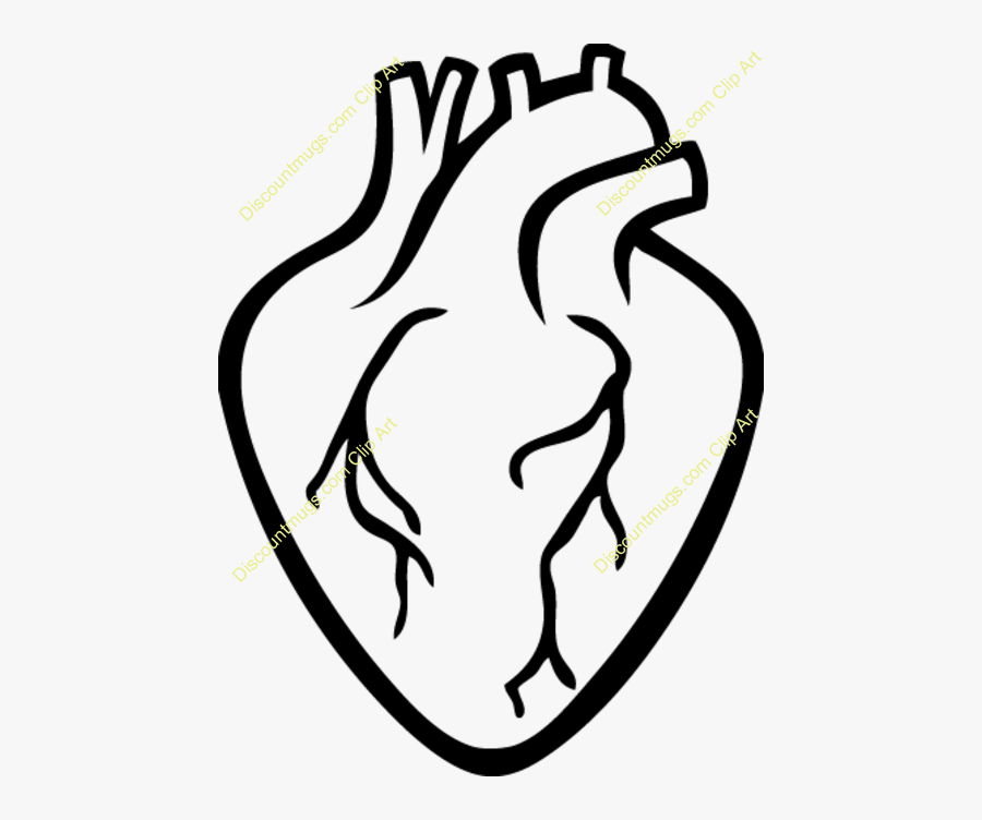 Real Heart Clipart Clip Art - Real Heart Clipart Outline, Transparent Clipart