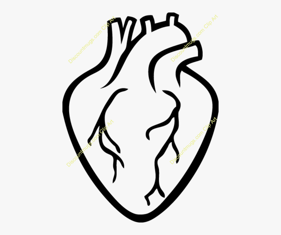 Real Heart Clipart Clip Art Real Heart Clipart Outline Free Transparent Clipart Clipartkey Real Heart Clipart Clip Art Real Heart Clipart Outline Free Transparent Clipart Clipartkey