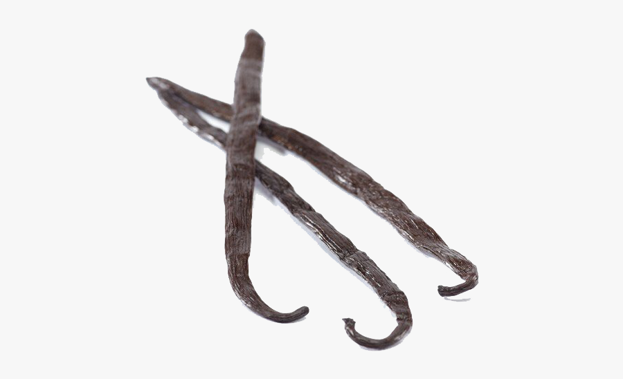 Download Vanilla Bean Png Clipart For Designing Projects - Vanilla Stick * .png, Transparent Clipart