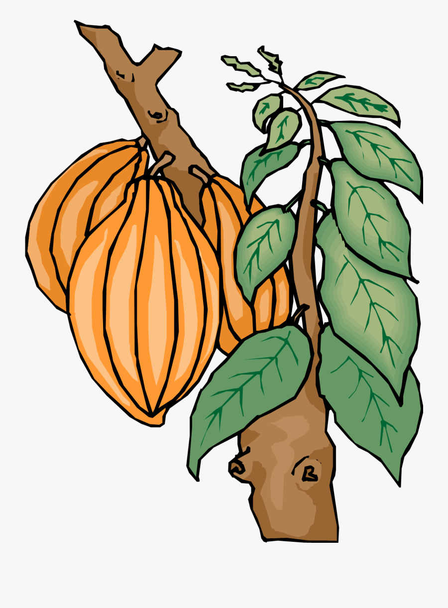Kinder Chocolate Theobroma Cacao Cocoa Bean Cocoa Butter - Cocoa Tree Clip Art, Transparent Clipart