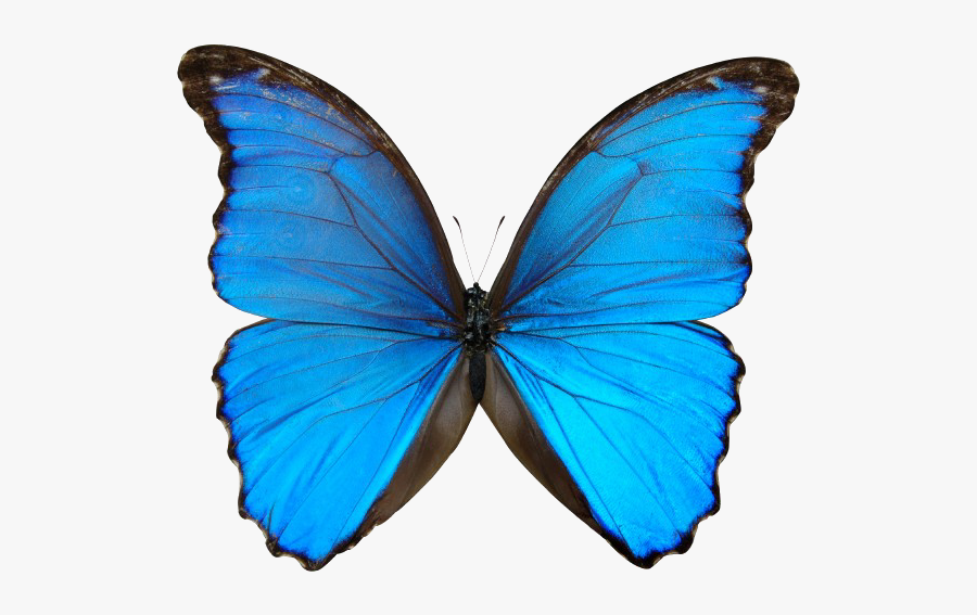 Free Butterfly Background Images, Download Free Clip - Blue Things White Background, Transparent Clipart