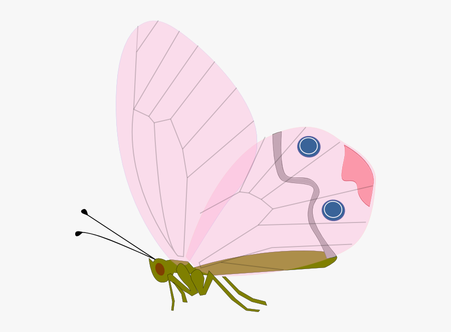 Transparent Free Butterfly Clipart - Png ผีเสื้อ, Transparent Clipart
