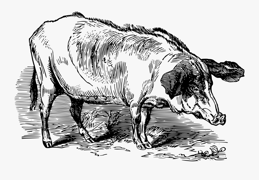 Western Beech Nut Hog Clip Arts, Transparent Clipart