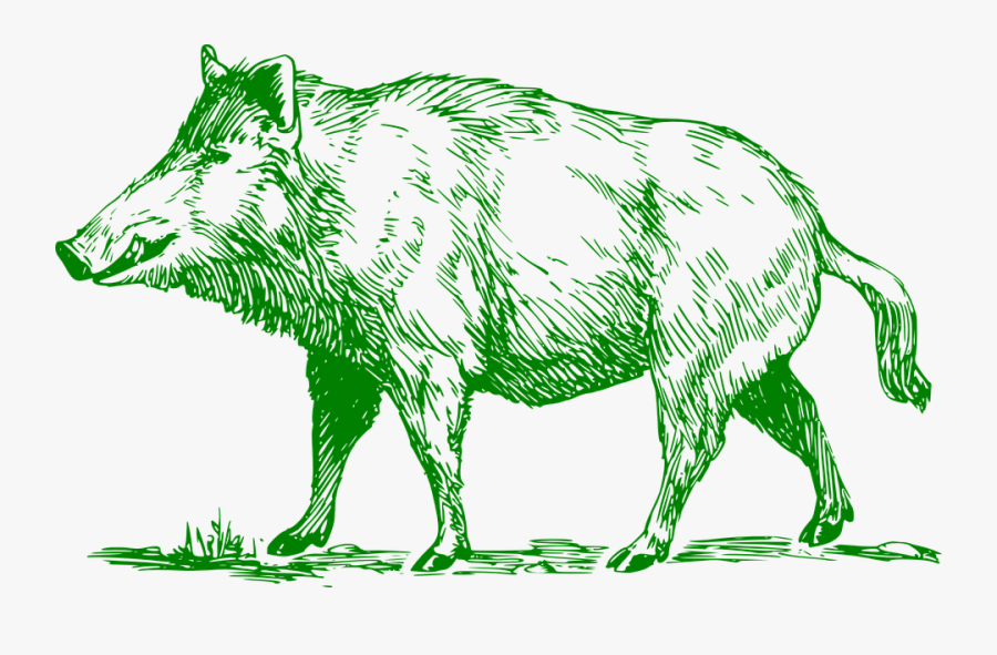 Boar, Mammal, Animal, Wildlife, Hog, Green, Transparent Clipart