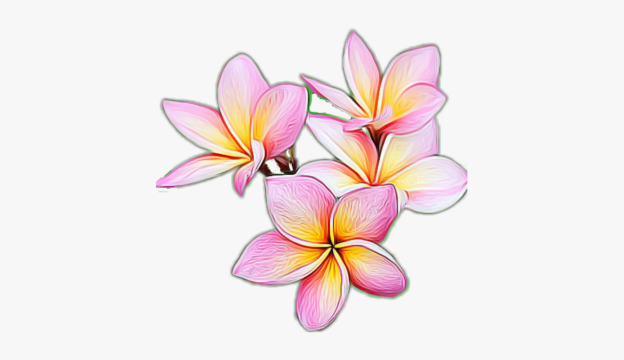 #plumeria - Frangipani, Transparent Clipart
