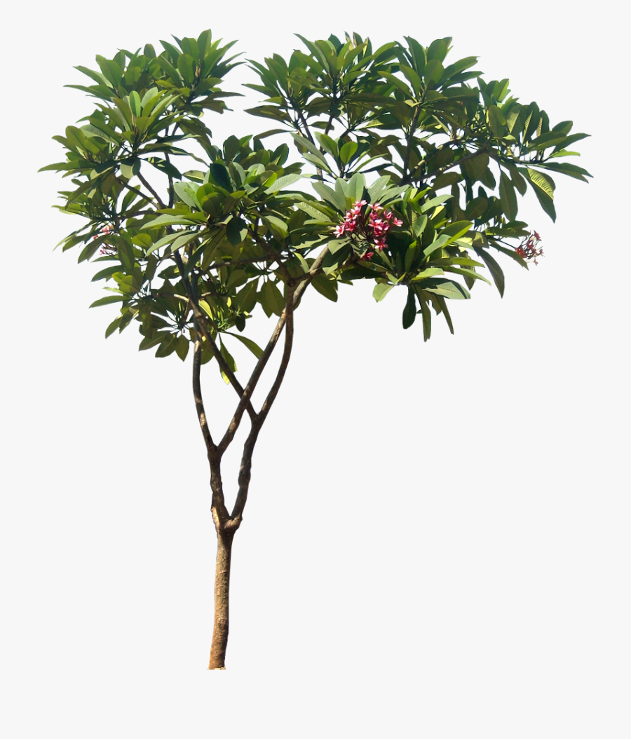 Transparent Tropical Tree Clipart - Plumeria Rubra Png, Transparent Clipart