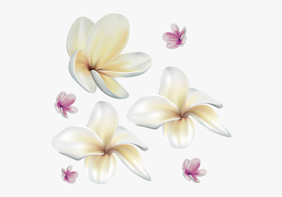 Frangipani, Transparent Clipart