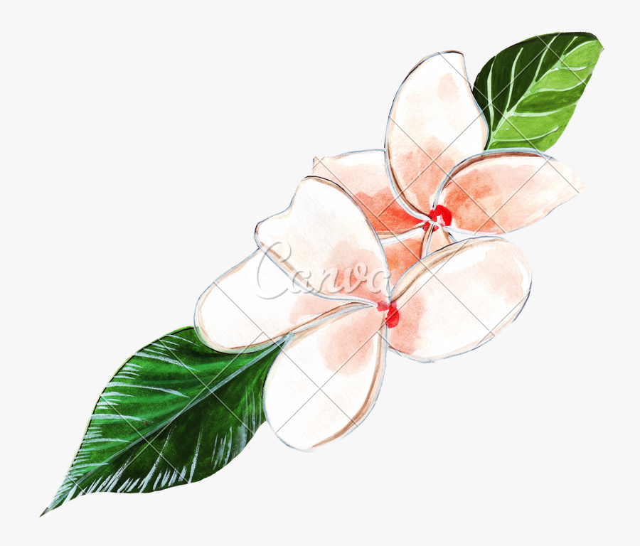 Transparent Plumeria Clipart - Illustration, Transparent Clipart