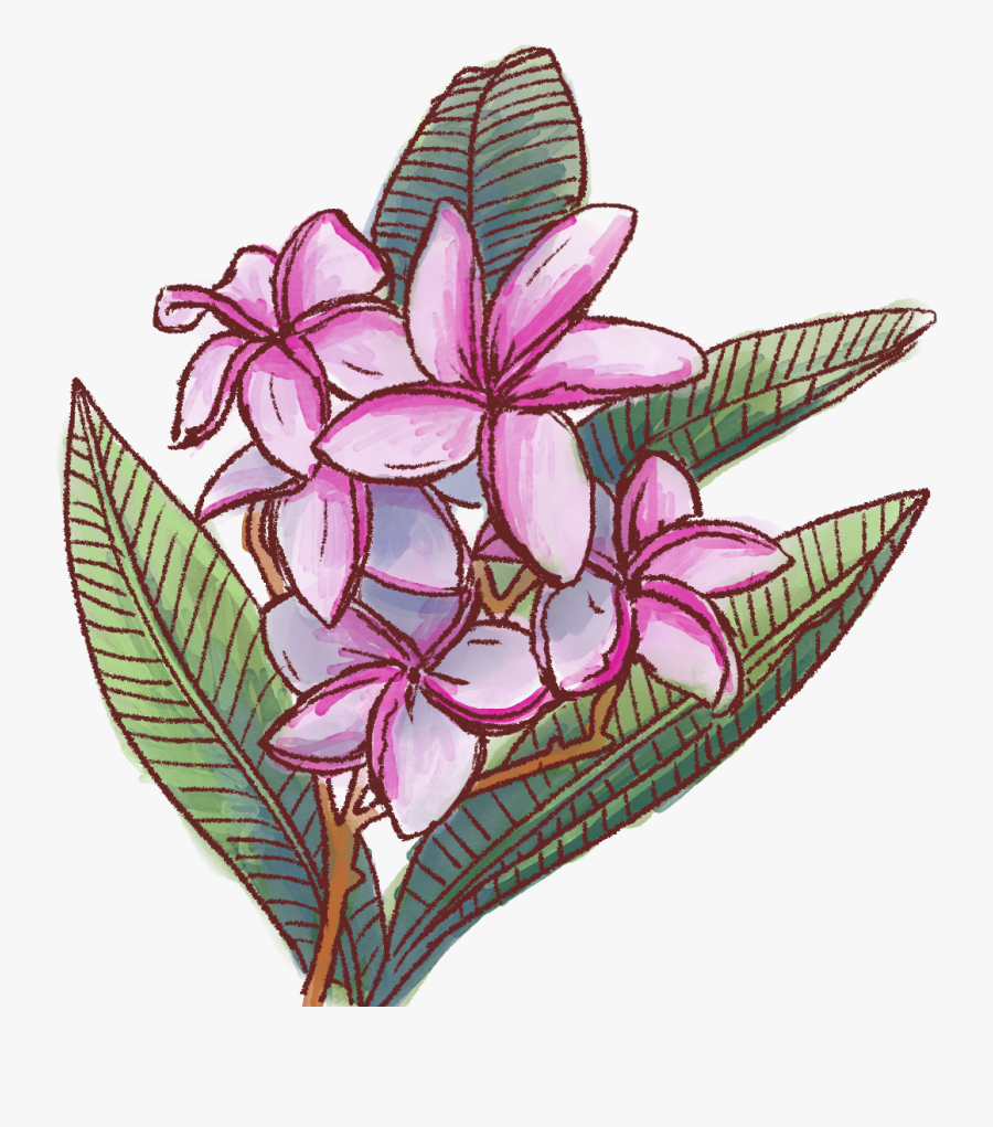 Stargazer Lily, Transparent Clipart