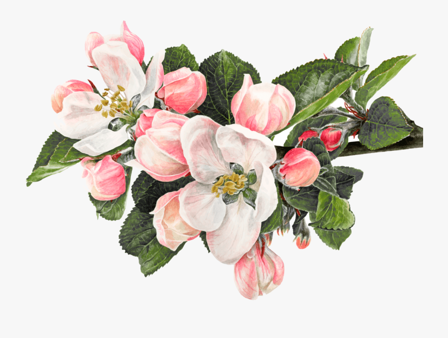Clip Art Royalty Free Stock Macbook Drawing Flower - Anna Mason Apple Blossom, Transparent Clipart