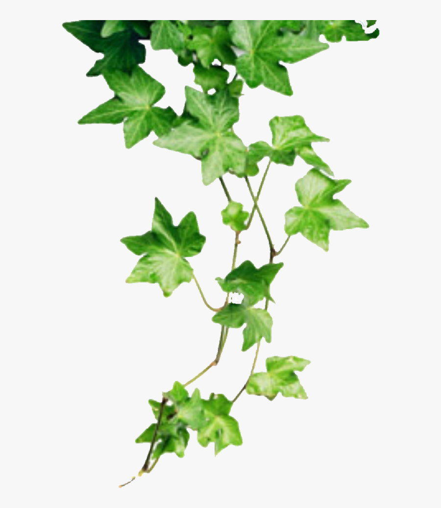 Ivy Png Hd - Take Care Of Ivy Plant, Transparent Clipart