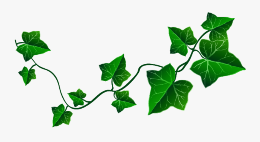 #ivy - Transparent Background Ivy Vine, Transparent Clipart