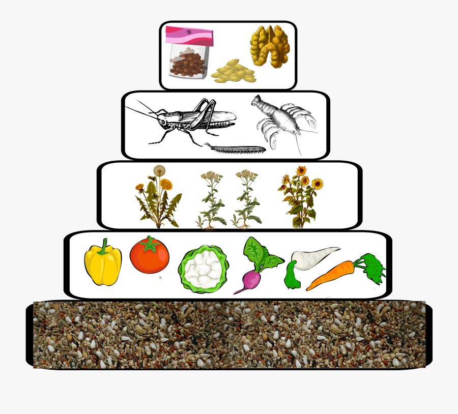 Diet Pyramids - Cartoon - Cartoon, Transparent Clipart