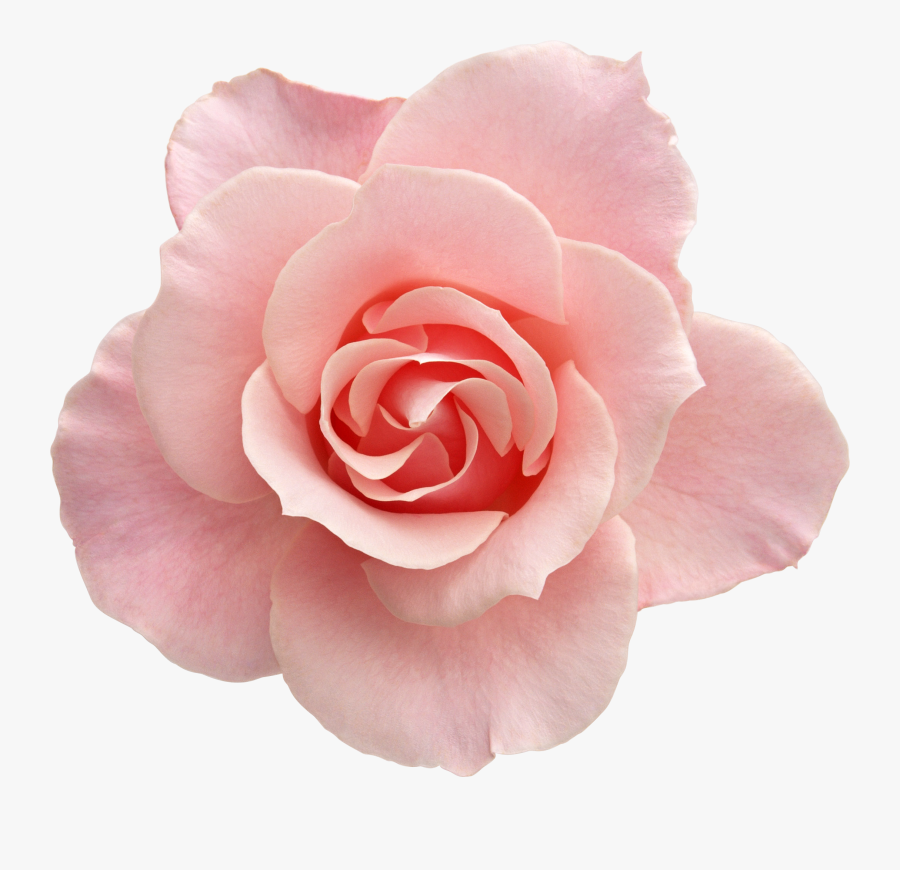 Mortar And Pestle Clipart Medical - Pink Flower Transparent Background, Transparent Clipart