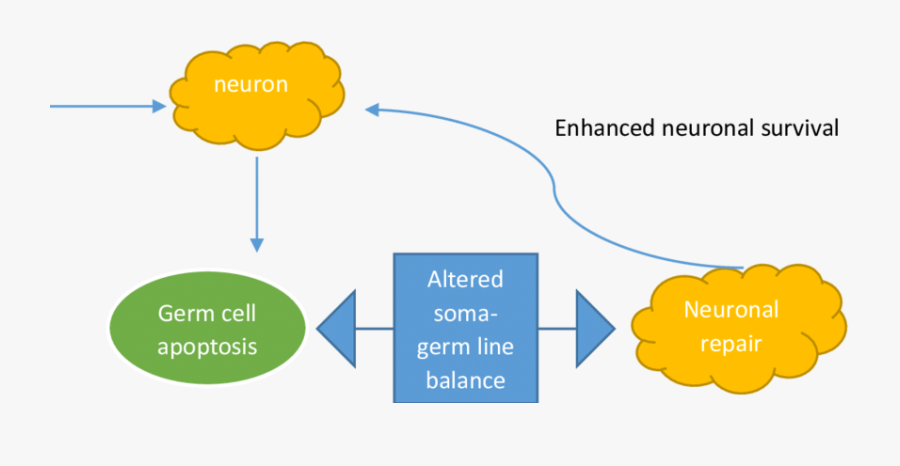 How Information Ensures Neuronal Survival - Arquitectura De Software, Transparent Clipart
