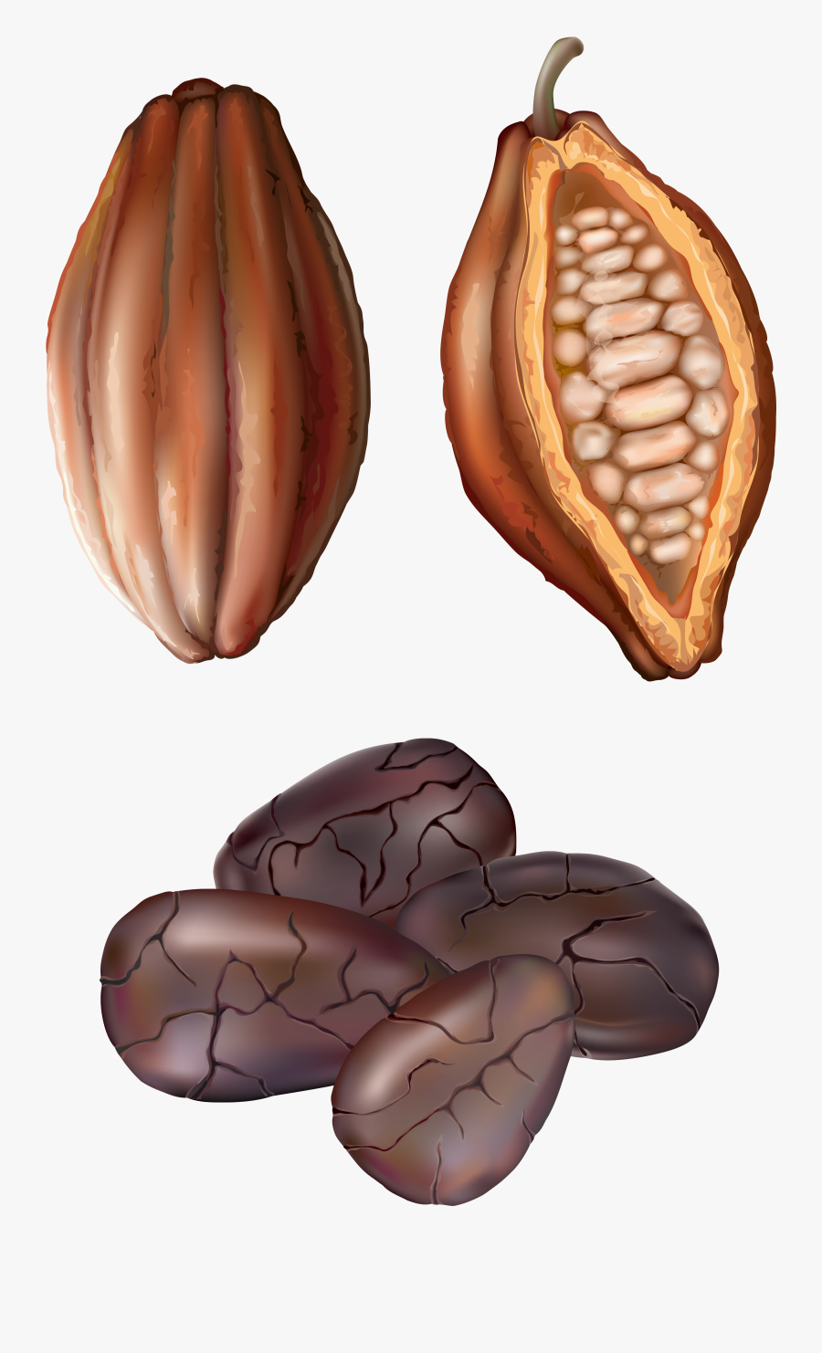 Cocoa Nut Png Clip Art - Cocoa Clip Art, Transparent Clipart