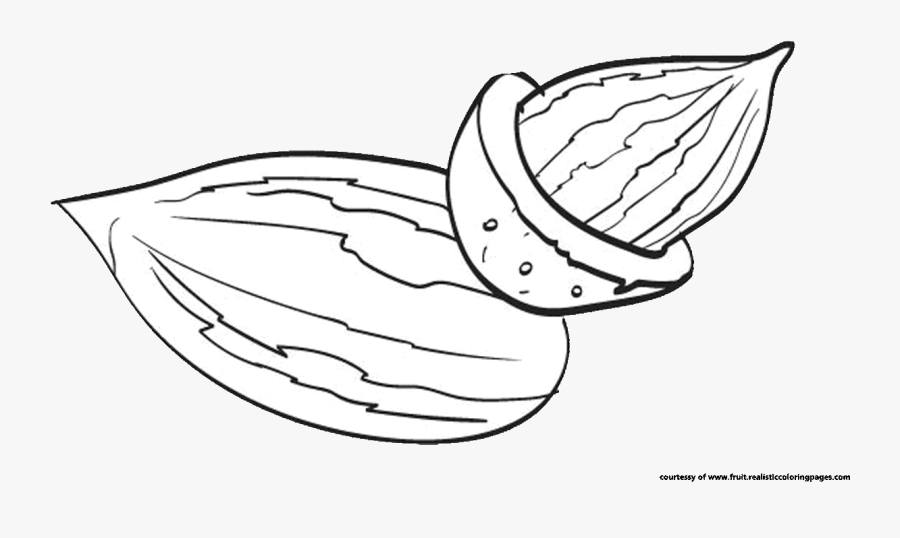 Transparent Acorn Clipart Black And White - Almond Black & White, Transparent Clipart