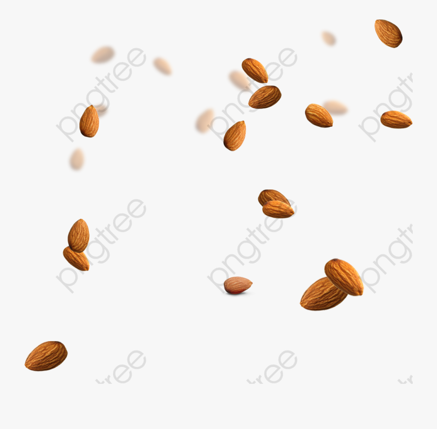 Almond, Transparent Clipart
