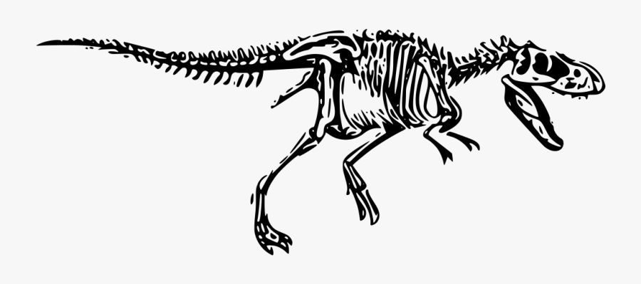 Transparent Dinosaur Bone Clipart - T Rex Skeleton Drawing, Transparent Clipart