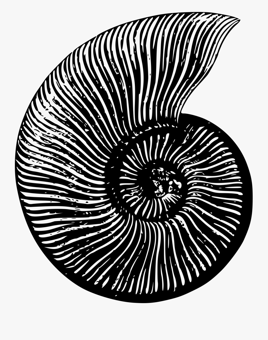 Extinct Fossil Invertebrate Free Picture - Fossil Invertebrados, Transparent Clipart