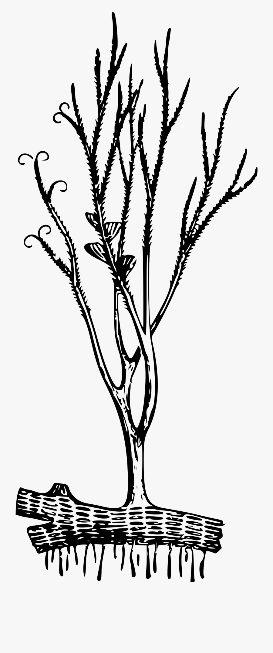 Fossil Clipart Plant - Psilophyton Princeps, Transparent Clipart